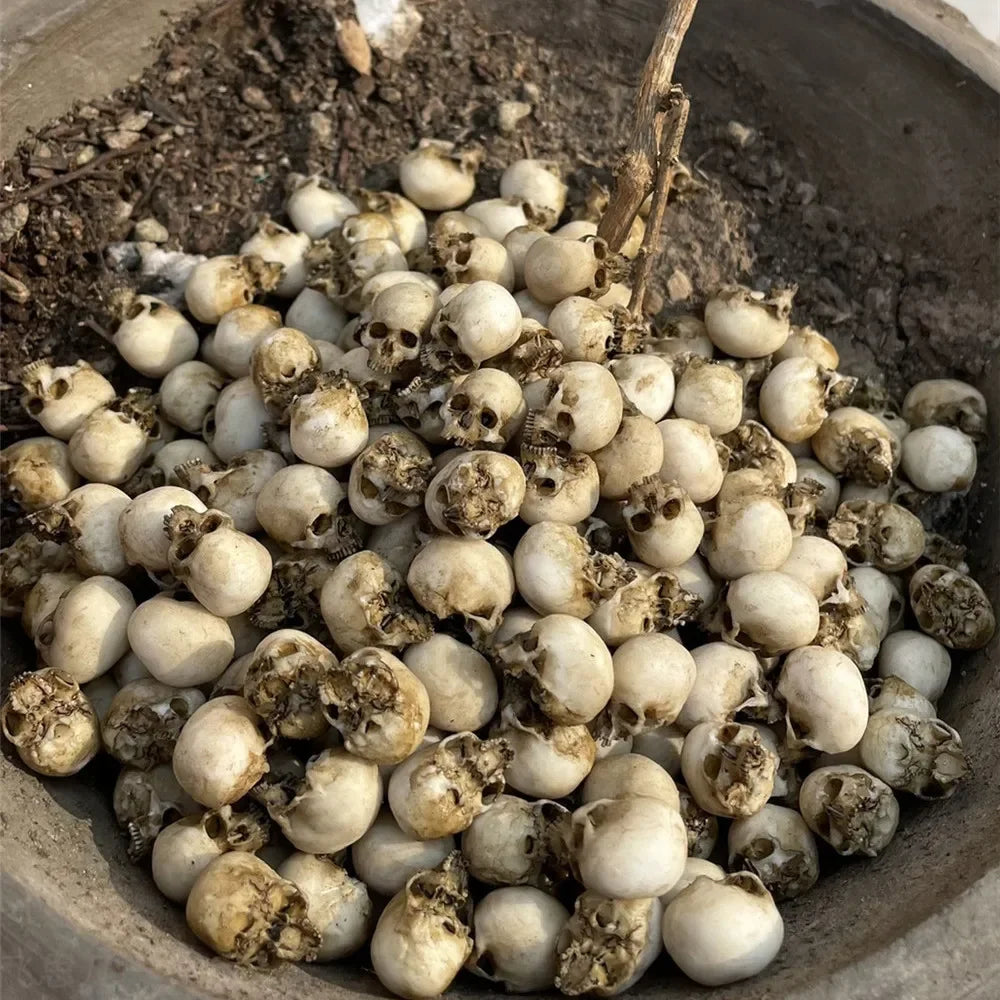 Miniature Skull Decor for Dollhouse & Halloween Scenes