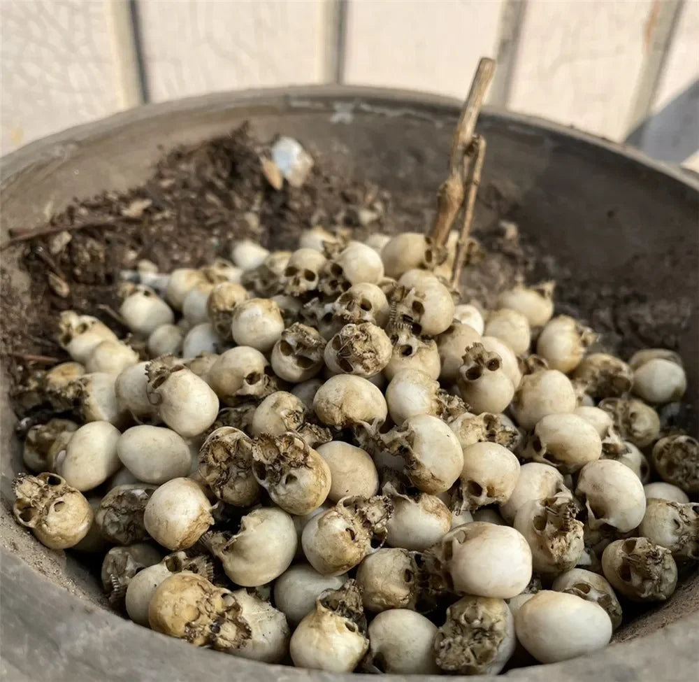 Miniature Skull Decor for Dollhouse & Halloween Scenes